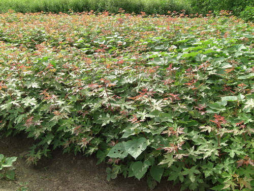 河南鄢陵花卉苗木基地