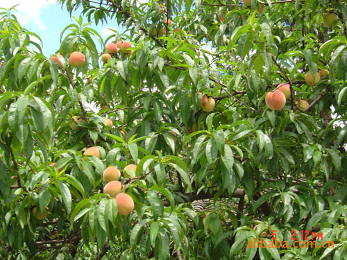 长期低价供应核桃类、板栗类、柚类、樱桃类等果木