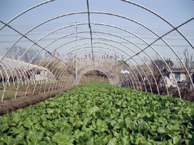 捷尔泰蔬菜大棚先进的设备  优秀的栽培技术