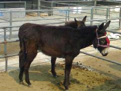 山东肉驴养殖场山东肉驴价格如何