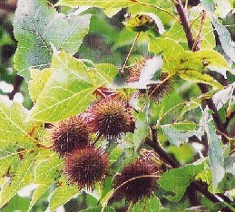 西安合健厂价供应路路通提取物_植物提取物_医药,保养,制药,医疗_供应