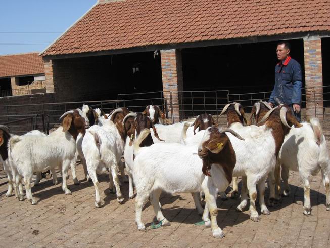 波尔山羊价格，小尾寒羊饲养技术，肉羊白山羊育肥技术免费运输