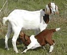波尔山羊纯种小羊羔价格 多大的波尔山羊可以打疫苗免费运输