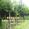 瑞景苗木供应优质的国槐小苗