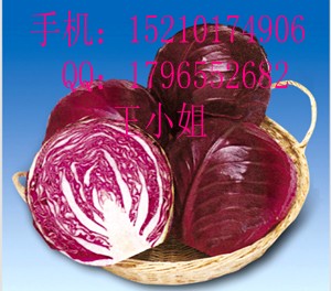 甘蓝种子|甘蓝种子多少钱一斤|甘蓝种子怎么卖