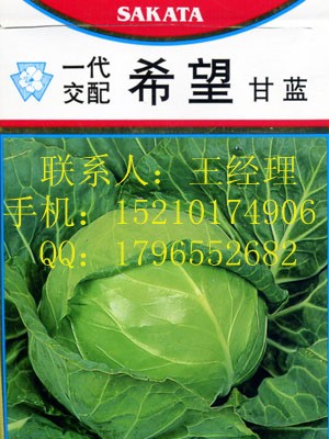 甘蓝种子|希望甘蓝种子|甘蓝种子哪里有卖