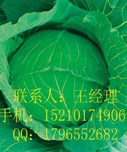 甘蓝种子|日本铁头2甘蓝种子多少钱