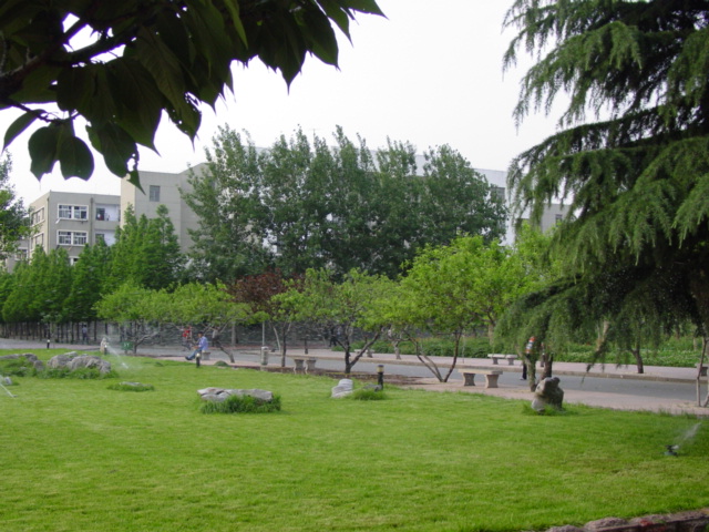 供进口草坪种子，美国四季青，护坡草坪，球场草坪种子