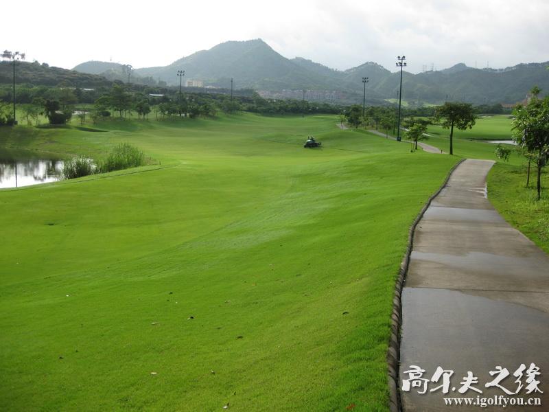 出售四季青草坪种子 四季青草坪 庭院 运动场专用草种 草皮