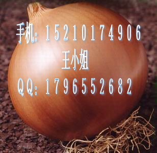 洋葱种子|布诺尼洋葱种子|黄皮洋葱种子