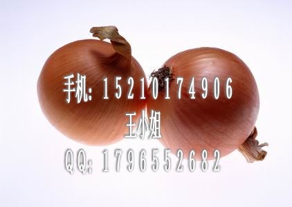 洋葱种子|黄皮洋葱种子|洋葱种子价格