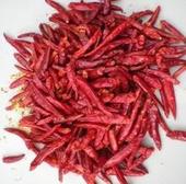 大量供应新一代辣椒及花皮
