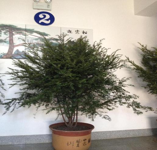 南方红豆杉|南方红豆杉苗|南方红豆杉苗木