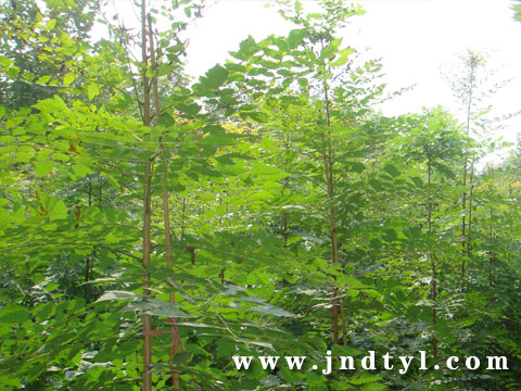 木本苗圃除草剂的使用