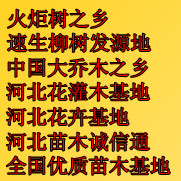 河北省保定市林源花木基地