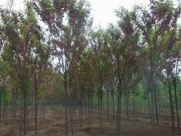 河北香花槐-嫁接香花槐-香花槐基地价格-10公分香花槐