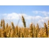 湖北正虹求购大小麦、玉米、大豆、高梁等