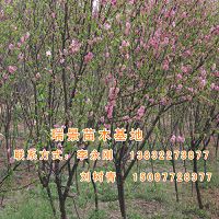 极具观赏价值的丛生榆叶梅尽在瑞景