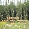 寻找西府海棠基地联系博野瑞景苗木