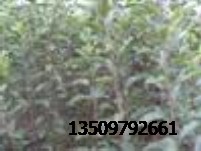 大量供应苹果苗//柿子苗//山楂苗//梨树苗