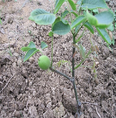 四川核桃苗，薄壳核桃苗，辽核1号薄壳核桃苗，矮化短枝核桃苗
