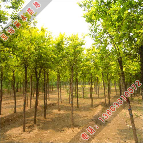 泓远绿化苗木基地大量金叶榆小苗提供