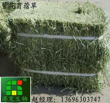 紫花苜蓿草