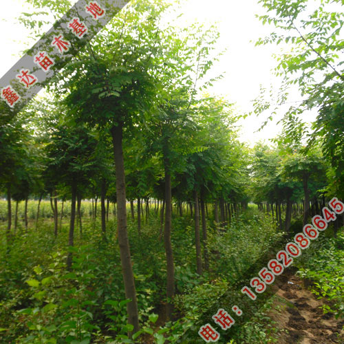 5-10公分的栾树小苗出售
