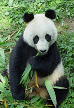 广州至成都物流专线，佛山至成都物流专线，中山至成都物流专线