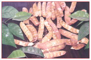 供应没食子酸，没食子儿茶素，牡荆素葡萄糖苷