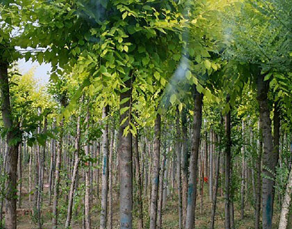 供应金叶榆，乔木灌木类绿化苗木—绿景苗木花卉基地