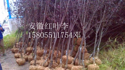 安徽肥西红叶李，安徽2-3-4-5公分红叶李价格