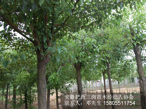 安徽肥西出售2-30公分全冠香樟，移栽骨架香樟，安徽香樟价格