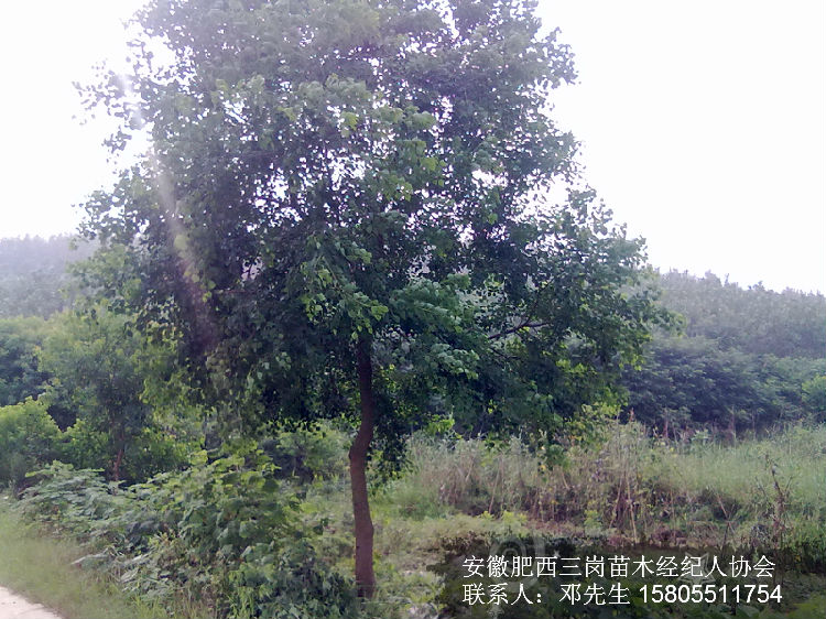 安徽肥西出售2-30公分全冠乌桕树，安徽乌桕报价