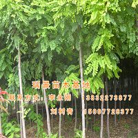 香花槐行情|香花槐图片|最新香花槐报价-瑞景