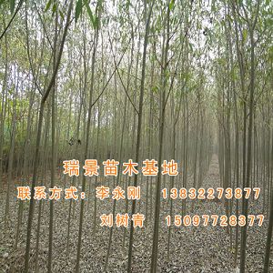 3公分速生柳价格|5公分速生柳供应-瑞景苗木
