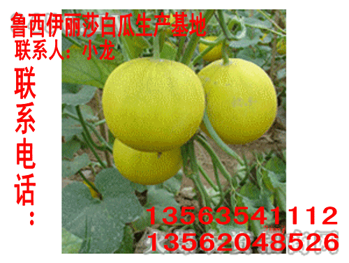 山东聊城莘县洋香瓜批发大市场