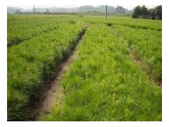 急售营养杯白皮松 油松 侧柏 2年花椒苗 1公分刺槐苗