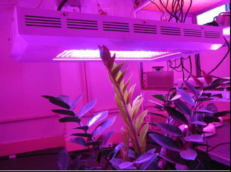 供应LED植物补光灯YCTVD200WF1