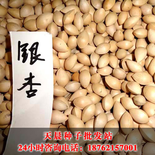 银杏种子的发芽率可以保证