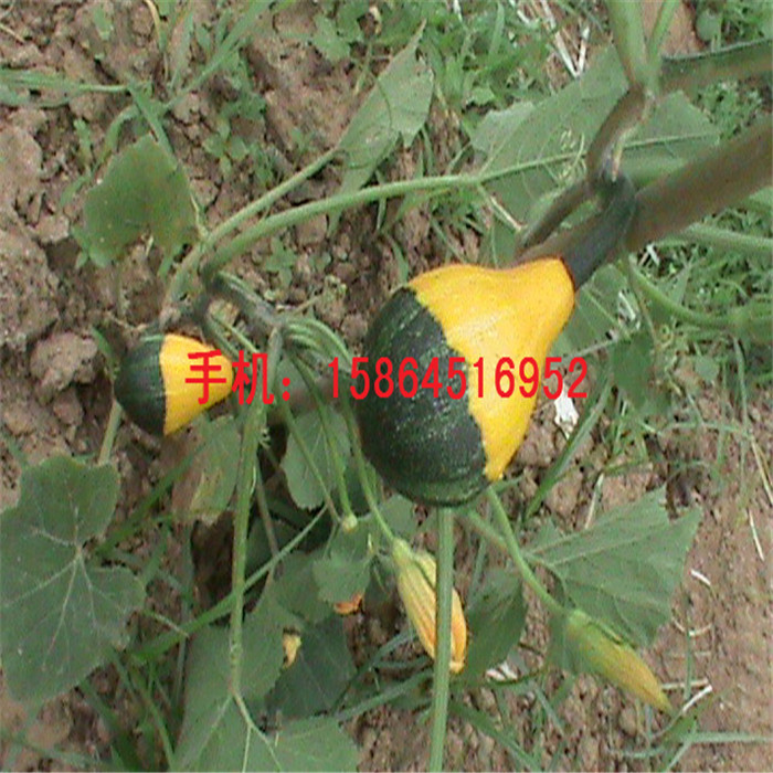 巨型大南瓜种子|玩具南瓜种子