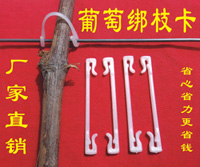 葡萄猕猴桃绑枝卡