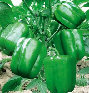 供应辣椒种子/辣椒/朝天椒种子/甜椒种子/种子分类/辣椒种子供货商（图）