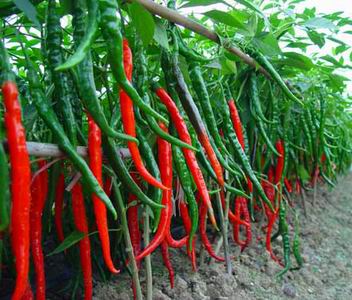 长期出售优良辣椒种子$辣椒种子图片$辣椒种子价格，农作物种子