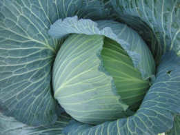 紫甘蓝种子…中农天腾农业甘蓝种业供货商…甘蓝种子招商批发