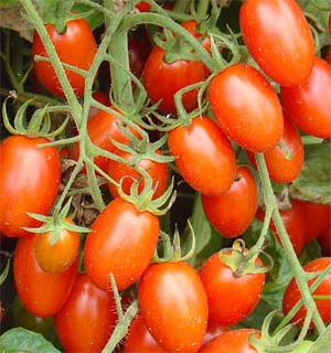 供应北京番茄蔬菜种子/黑番茄种子/进口抗TV番茄种子生产供应商