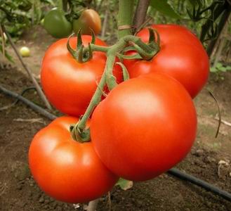 北京长期供应番茄种子…番茄种子价格…安莎迪番茄种子