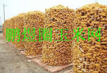 山东菏泽常用圈玉米网