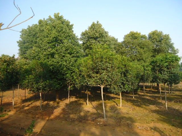 2015湖南益阳香樟树价格有没有扭转？