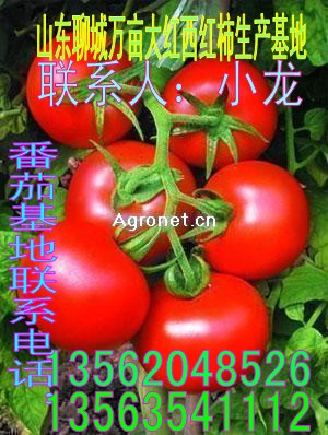 基地大量供应番茄